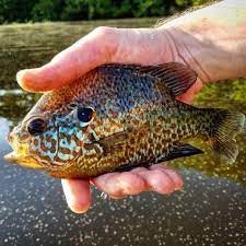 Pumpkinseed Lepomis Gibbosus Sunfish Pumpkinseed Sunny Fishing Pafishing Fish Fish Pet Fish List