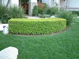 Image result for Buxus