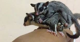Cara Mengawinkan Sugar Glider Yang Baik Dan Benar Hobinatang