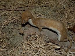 [althochdeutsch harmili(n), verkleinerung von harmo natürlicher hermelin (winterpelz, auf den die schwarzen schwanzspitzen aufgenäht sind) wird bei. Pfarrei Schwabach Detailansicht Geistlicher Impuls