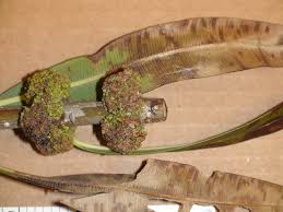 Image result for Sphaeropsis tumefaciens oleander symptoms