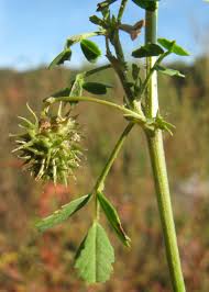 Image result for Medicago laciniata