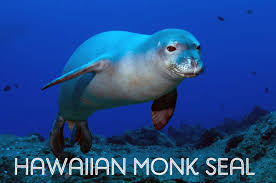 Check spelling or type a new query. List Of Ocean Animals A Through Z Owlcation