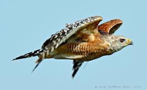 Birds Of Prey Central Florida South Central Florida Has Many Open Spaces Just What A Red Shouldered Hawk Needs For Good Hunting Habitat