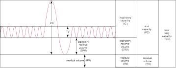 Respiratory System Lauren S Physiology