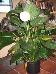 Peace lilies will usually tell you if they are suffering by the color of their leaves. What Causes Peace Lily Leaves To Turn Yellow Or Brown Lily Plants Lily Plant Care Peace Lily Flower
