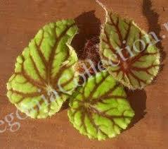 Image result for Begonia quadrialata