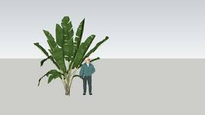 Giant Bird Of Paradise Palm Strelitzia Nicolai Giant Bird Of Paradise Palm 3d Warehouse Birds Of Paradise Trees To Plant Tropical Tree
