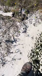 Image result for Micrococca capensis