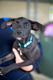 Great dane puppies cleveland ohio. Dogsandpupsdaily Great Dane Great Dane Mix Australian Kelpie