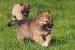 Icelandic Sheepdog Mix