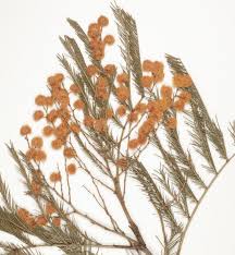 Image result for Acacia decurrens