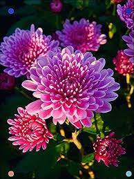 Pin By Maria Z On Bunga Aster Mums Flowers Pretty Flowers Chrysanthemum Flower