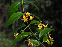 Image result for Gelsemium