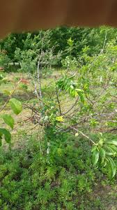Water often fruit trees need water to develop their fruit properly. Proper Watering And Irrigation Of Fruit Trees Blog