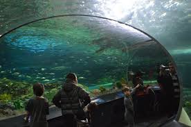 Danger Lagoon Ripley S Aquarium Toronto Canada Www Ripleyaquariums Com Ripley Aquarium Ripley Beautiful Places