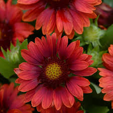How To Grow Gaillardia From Seed