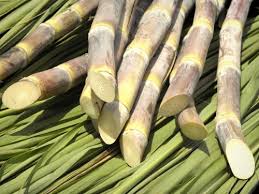 Febrile disorders are notorious for causing fevers with high temperatures. Sugar Cane Gastronomy Holidays Guide