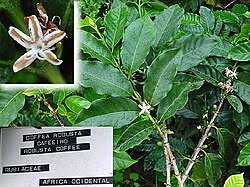 Image result for Coffea salvatrix