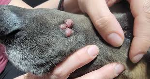 Image result for mastocytoma in dogs