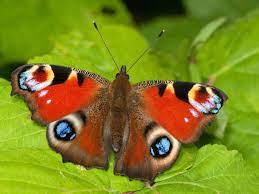 Check spelling or type a new query. Record Low Number Of British Butterflies Baffles Scientists Butterflies The Guardian