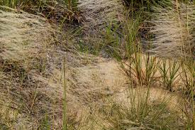 Image result for Stipagrostis