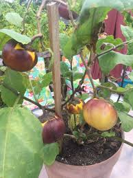 Image result for Solanum aethiopicum