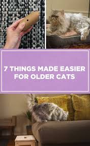 animals and pets panosundaki pin