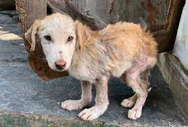 Dhole of india, also known as the indian wild dog, cuon alpinus. What Is Causing The Doom Of The Native Indian Dog Dharamsala Animal Rescue