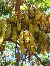 Image result for Phytolacca dioica