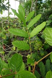 Image result for Pachylobus edulis