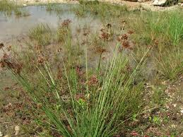 Image result for Fimbristylis quinquangularis