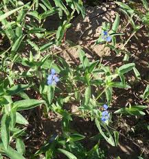 Image result for Commelina diffusa