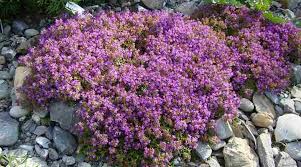 Though it's only in bloom for a short time each spring, creeping. Ground Cover Plants With Purple Flowers With Pictures Identification