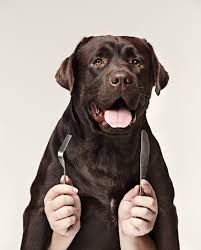 Le Collage Au Chocolat Labrador Et Aux Mains Masculines Chien Tenue Fourchette Et Cuillere Manger Isole Blanc Mur Photo Gratuite