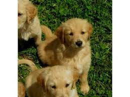 Golden Retriever Puppies In Kentucky