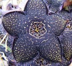Image result for Apocynaceae subfamily Periplocoideae
