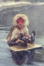 شوف صور جديده صوره قرد cute animals animals beautiful animals wild