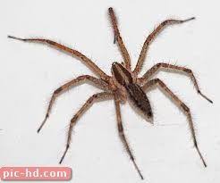 صور العناكب انواع العناكب ومعلومات عنها Spider Wolf Spider Arachnids