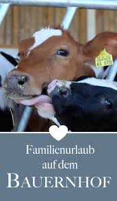 Bauernhofurlaub Auf Dem Ferienhof Kohne Ist Ein Erlebnis Fur Die Ganze Familie Kuhe Bauernhofurlaub Urlaub Mit Kleinkind Deutschland Urlaub Auf Dem Bauernhof