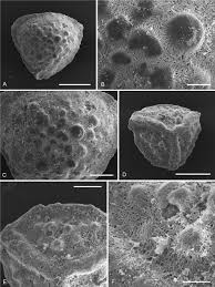 Image result for Isoetes welwitschii