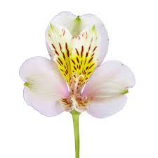 Globalrose Fresh Cream Alstroemeria Flowers 100 Stems 400 Blooms Alstroemeria Creme 100 The Home Depot Alstroemeria Flower Care Long Lasting Flower