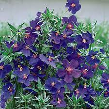 Check spelling or type a new query. Blue Throatwort Finegardening