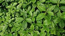 We did not find results for: Strobilanthes Crispa Wikipedia
