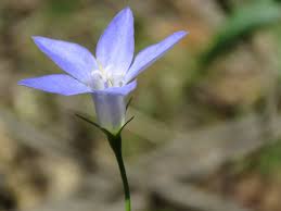 Image result for Wahlenbergia hookeri