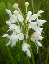 Image result for Rhynchospora eximia