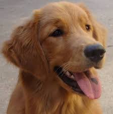 Hi, i am sibylle and a passionated golden retriever breeder. Your Dog S Daily Care Brushing And Combing Fox 28 Spokane