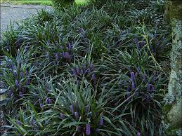 Ground Cover Plants Mondo Grass Liriope Muscari