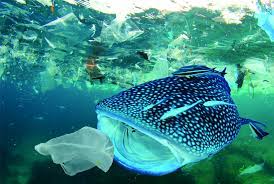Laut, air, alam, plastik, sungai, kotoran, kotor, geologi, limbah, sampah, polusi, yg tdk dpt dipersalahkan, kantong plastik, pengumpulan. Sampah Plastik No Diet Plastik Yes Pgsp