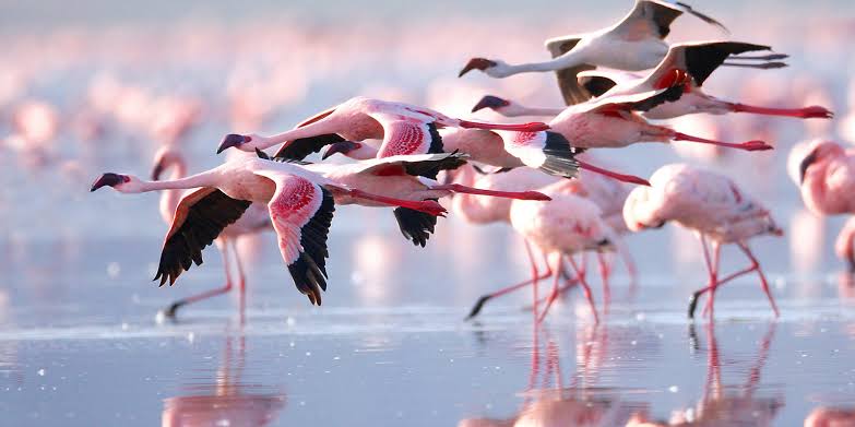 Lesser and Greater Flamingos at Lake Nakuru, AI generated